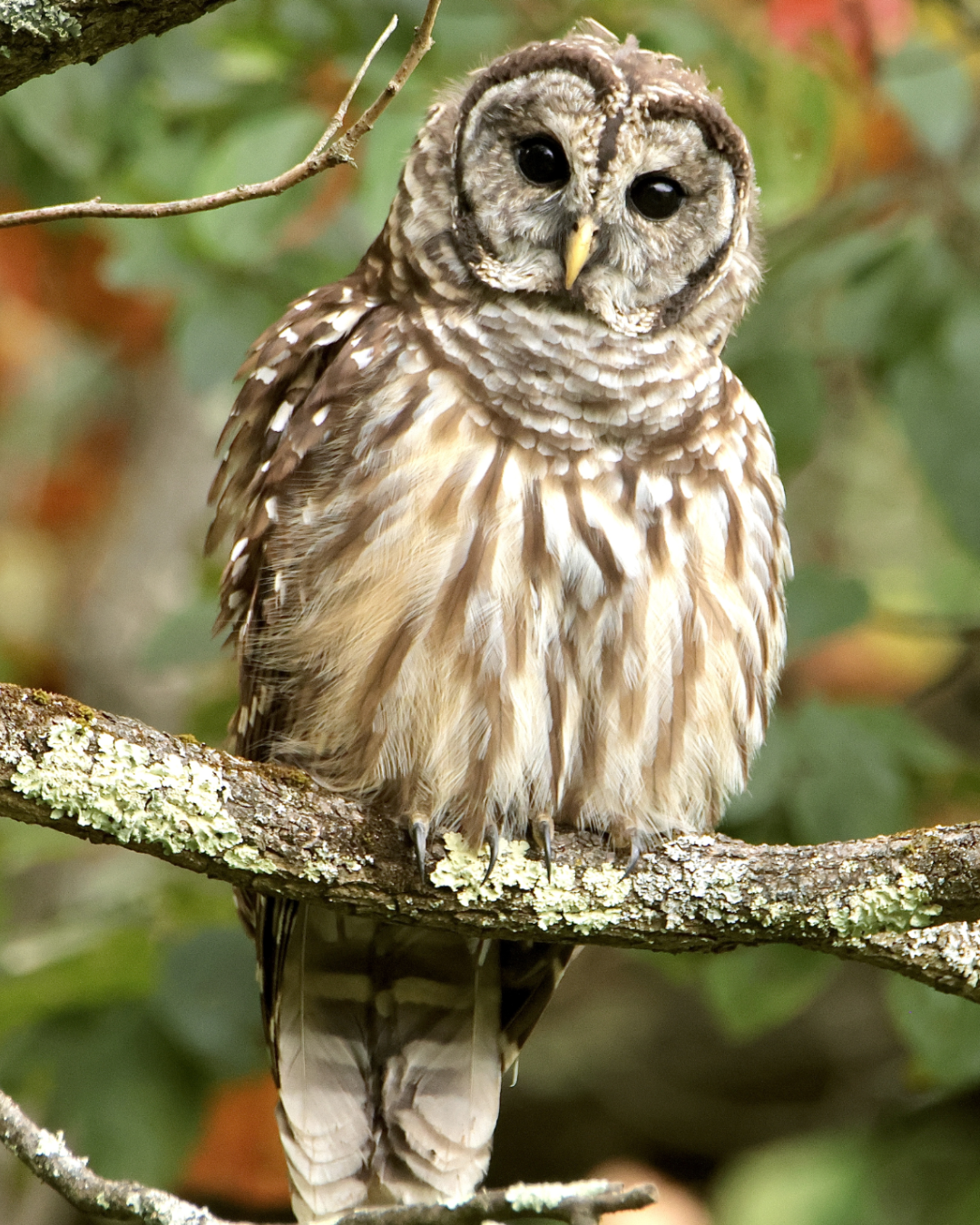 Barred%20Owl.png