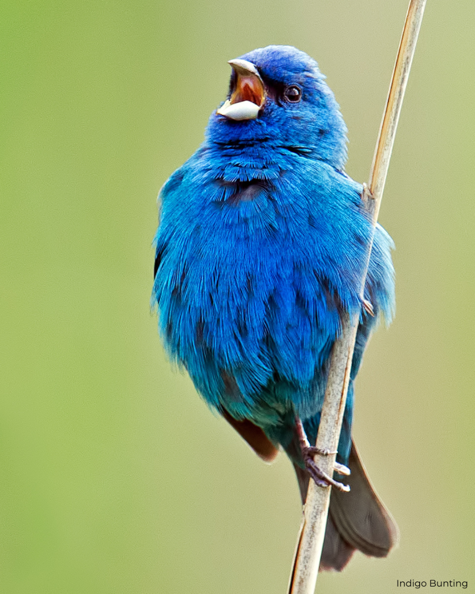 Indigo Bunting