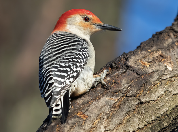 Red-bellied Woodpecker