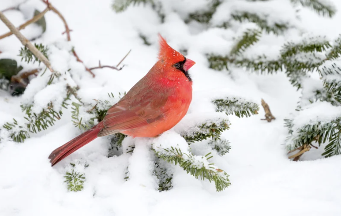 Cardinal in Snow