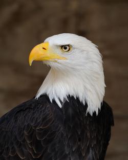 Fundraising Page Image